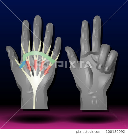 Hand Anatomy 100180092