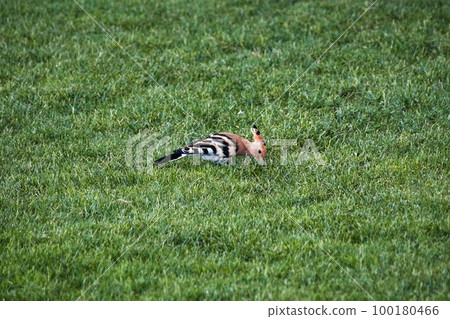 Canarian hoopoe bird, Latin Upupa epops, on a green meadow Canarian hoopoe bird, Latin Upupa epops, on a green meadow 100180466