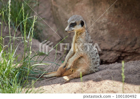 meerkat sitting upright staring at grass in front of him, funny scene meerkat sitting upright staring at grass in front of him, funny scene 100180492