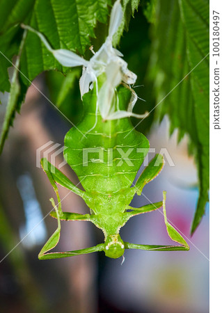 a just freshly skinned turning leaf, Latin Phyllium Phylliidae, hanging on a green blackberry leaf a just freshly skinned turning leaf, Latin Phyllium Phylliidae, hanging on a green blackberry leaf 100180497