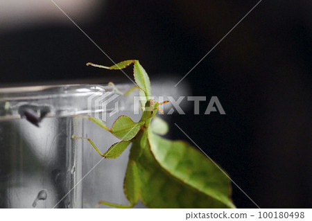 a female walking leaf climbs on a box, Latin Phyllium Phylliidae a female walking leaf climbs on a box, Latin Phyllium Phylliidae 100180498