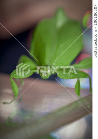 green walking leaf from the front 100180507