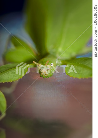 head of a green walking leaf from front 100180508