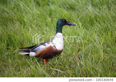 Male northern shoveler (Spatula clypeata) in a meadow Male northern shoveler (Spatula clypeata) in a meadow 100180649
