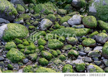 石頭上的苔蘚 100181119