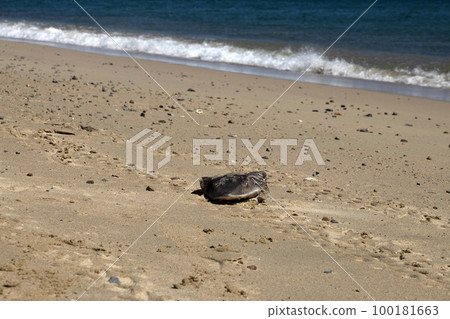Killed and fin cutted Shark on the beach Killed and fin cutted Shark on the beach 100181663