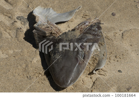 Killed and fin cutted Shark on the beach 100181664