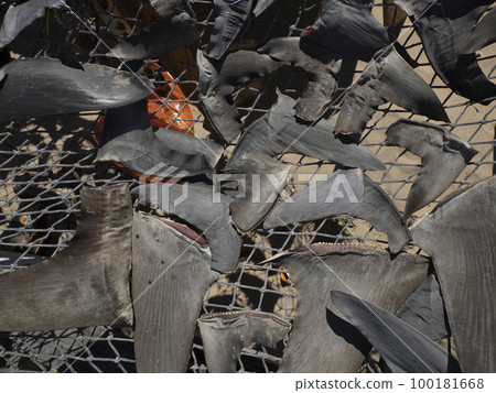 Shark fins dried under the hot sun at fisherman village Shark fins dried under the hot sun at fisherman village 100181668