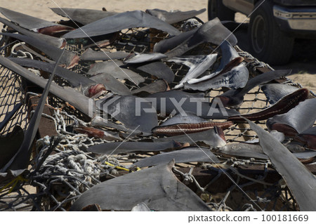 Shark fins dried under the hot sun at fisherman village Shark fins dried under the hot sun at fisherman village 100181669