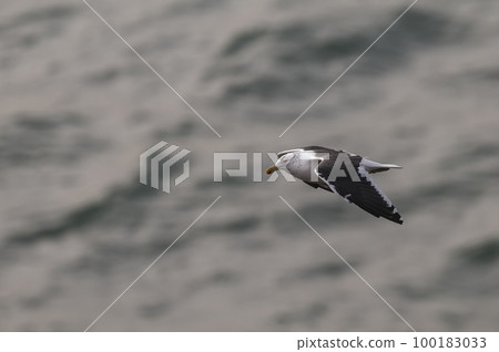 Kelp Gull.Larus dominicanus.Patagonia Argentina 100183033