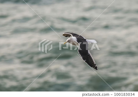 Kelp Gull.Larus dominicanus.Patagonia Argentina 100183034