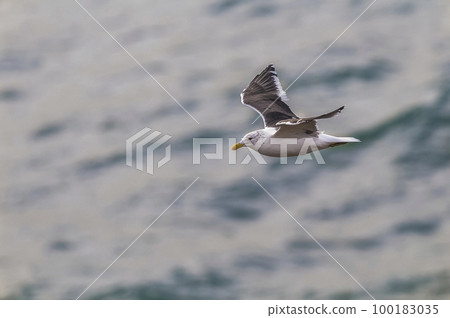Kelp Gull.Larus dominicanus.Patagonia Argentina 100183035