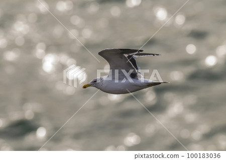 Kelp Gull.Larus dominicanus.Patagonia Argentina 100183036