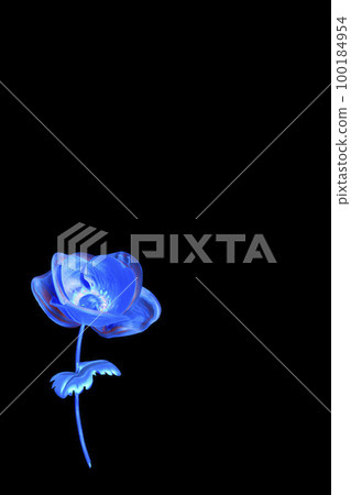 blue anemone in black back 100184954