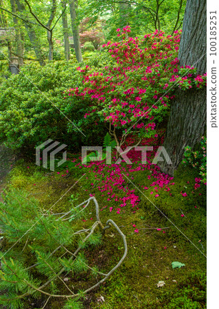 Rhododendrom pink shrub next to japanese garden buy mosson ground is very  good!  (in the Hague) 100185251