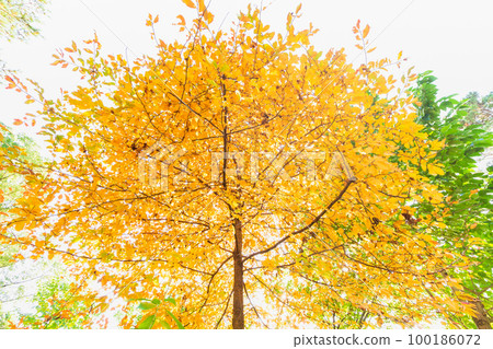 Autumn Lost Items Autumn Lost Items 100186072