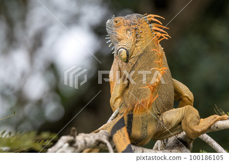 在哥斯達黎加卡諾內格羅荒野保護區拍攝的雄性鬣蜥 100186105