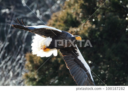 Hanuma's Steller's sea eagle Hanuma's Steller's sea eagle 100187282