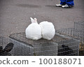 Two snow-white bunnies on the cage 100188071