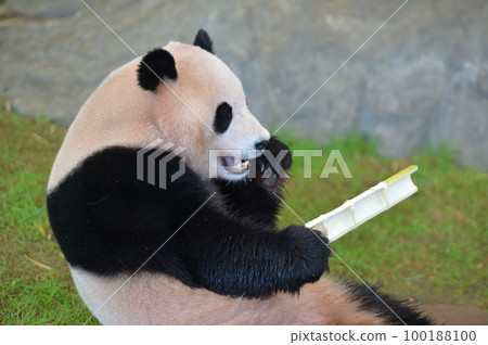 Yohama eating bamboo deliciously 100188100