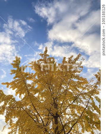 Colored ginkgo and clear autumn weather 100188126