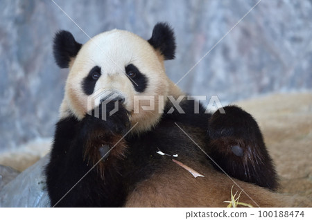 Beach eating bamboo deliciously Beach eating bamboo deliciously 100188474