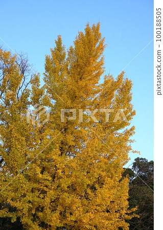 The yellow-colored ginkgo biloba The yellow-colored ginkgo biloba 100188505