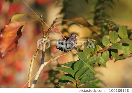 Ripe kakuremino fruit/December 2022　 100189158