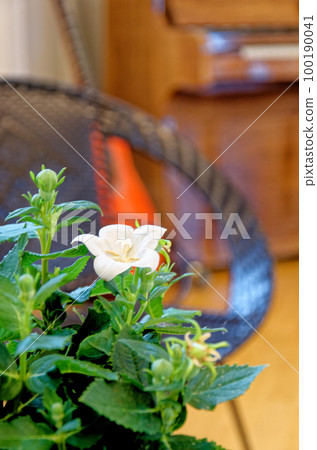 Blossom with flower with a piano in the background Blossom with flower with a piano in the background 100190041