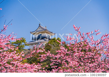 （靜岡縣）掛川城越過掛川櫻（掛川櫻花） 100190097
