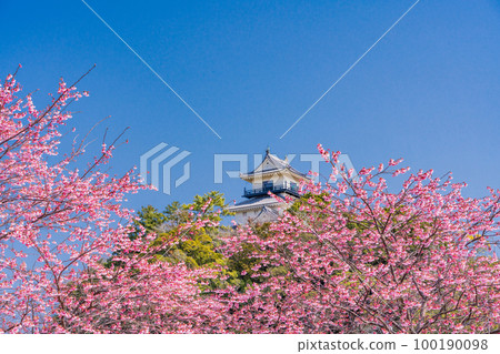 （靜岡縣）掛川城越過掛川櫻（掛川櫻花） 100190098