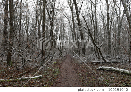 Dying wild forest in winter, snowy road 100191040