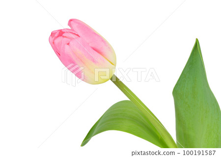 [Tulip] (depth stacking) 100191587