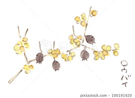 冬季至早春種植。冬天糖果和水果的黃色花朵的水彩素描插圖，看起來像蝙蝠一樣掛著 100191920