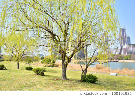 福岡島城春景島城中央公園島城與美麗的新鮮綠柳 100191925