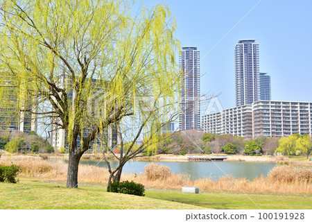Fukuoka Island City spring landscape Island City Central Park Island City with beautiful fresh green willows 100191928
