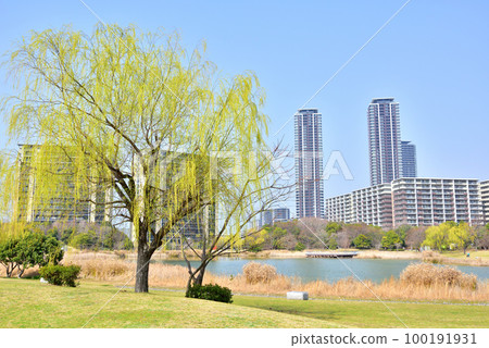 Fukuoka Island City spring landscape Island City Central Park Island City with beautiful fresh green willows 100191931