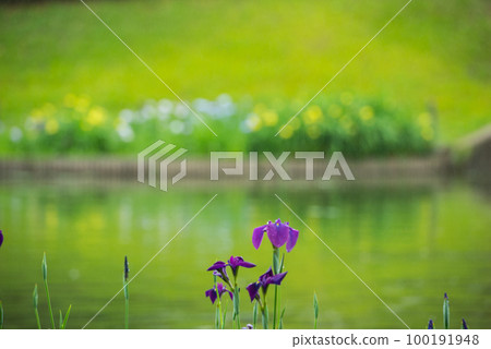 初夏沿水邊綻放的鳶尾花 初夏沿水邊綻放的鳶尾花 100191948