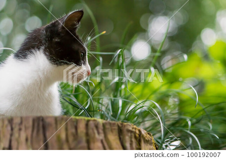 A kitten relaxing on a stump in the forest of Fushimi Inari Shrine in Kyoto A kitten relaxing on a stump in the forest of Fushimi Inari Shrine in Kyoto 100192007