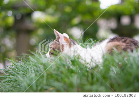 A stray cat relaxing on a green bed at Fushimi Inari Shrine in early summer, Kyoto A stray cat relaxing on a green bed at Fushimi Inari Shrine in early summer, Kyoto 100192008