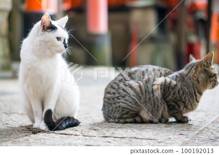 Adorable cat brothers living in Kyoto Fushimi Inari Shrine 100192013