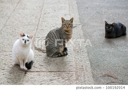 Three cute cat brothers living at Fushimi Inari Shrine in Kyoto 100192014
