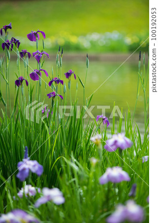 Flower irises blooming along the waterfront in early summer Flower irises blooming along the waterfront in early summer 100192053