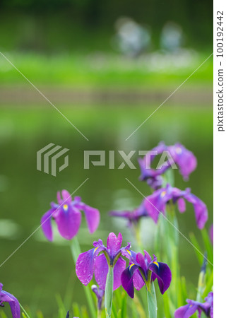 Flower irises blooming along the waterfront in early summer 100192442