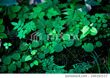 Grass Grass 100192517