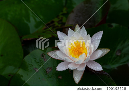 A lotus A lotus 100192526