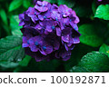 purple hydrangea in rainy season 100192871