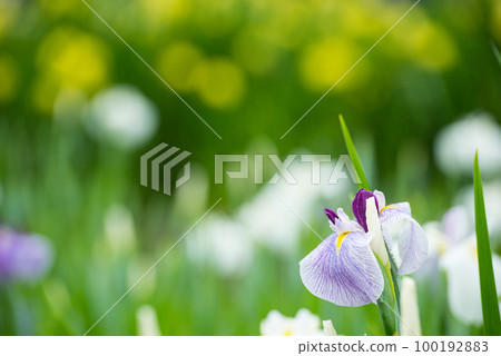 Flower irises blooming along the waterfront in early summer 100192883
