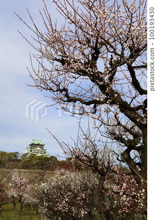 The plum grove at Osaka Castle Park is in full bloom, and the plum grove at Osaka Castle is still busy today. In early March, plum blossoms, Osaka Castle, 100193430