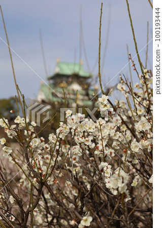 The plum grove at Osaka Castle Park is in full bloom, and the plum grove at Osaka Castle is still busy today. In early March, plum blossoms, Osaka Castle, The plum grove at Osaka Castle Park is in full bloom, and the plum grove at Osaka Castle is still busy today. In early March, plum blossoms, Osaka Castle, 100193444